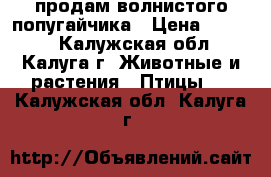 продам волнистого попугайчика › Цена ­ 1 500 - Калужская обл., Калуга г. Животные и растения » Птицы   . Калужская обл.,Калуга г.